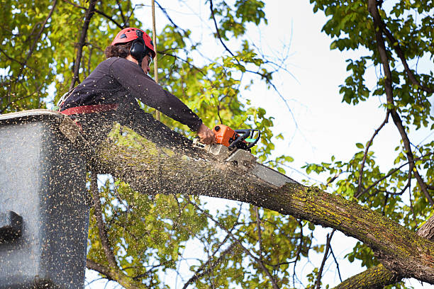 Best Leaf Removal  in Ritzville, WA